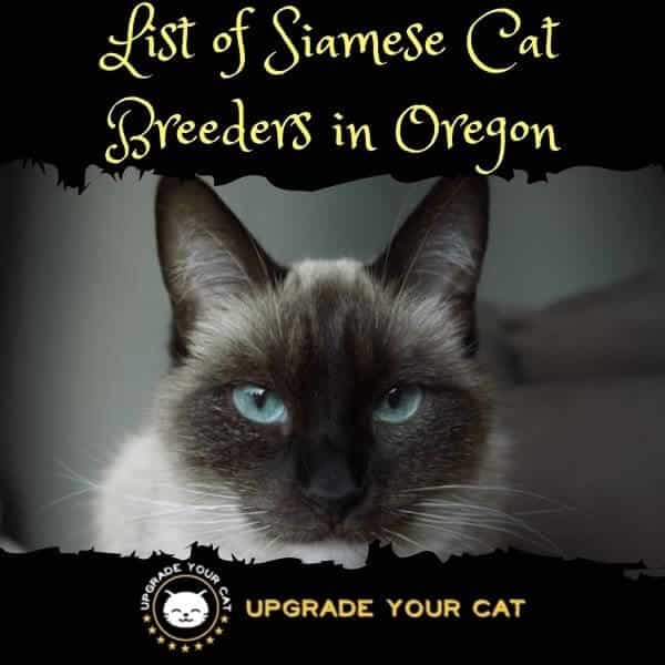 Siamese Cat Breeders Oregon