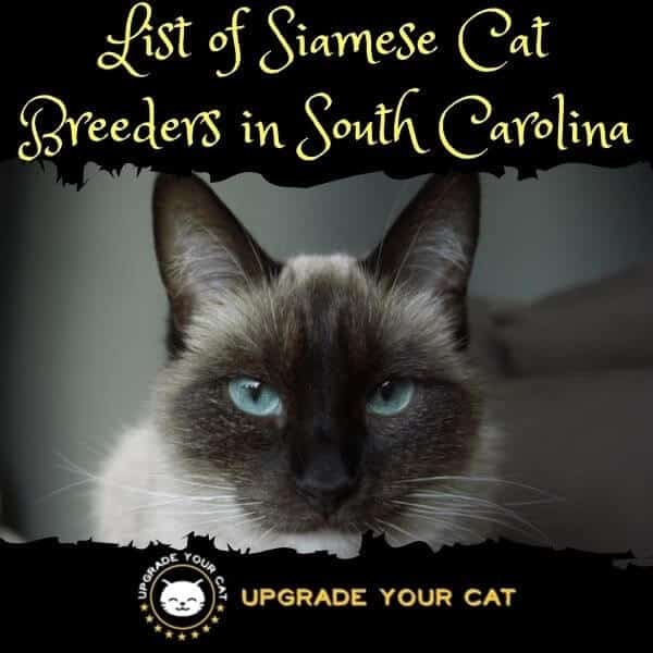 Siamese Cat Breeders South Carolina