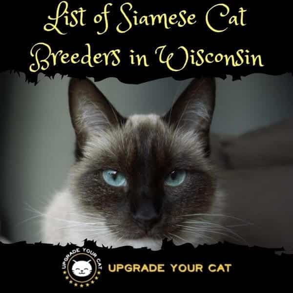 Siamese Cat Breeders Wisconsin
