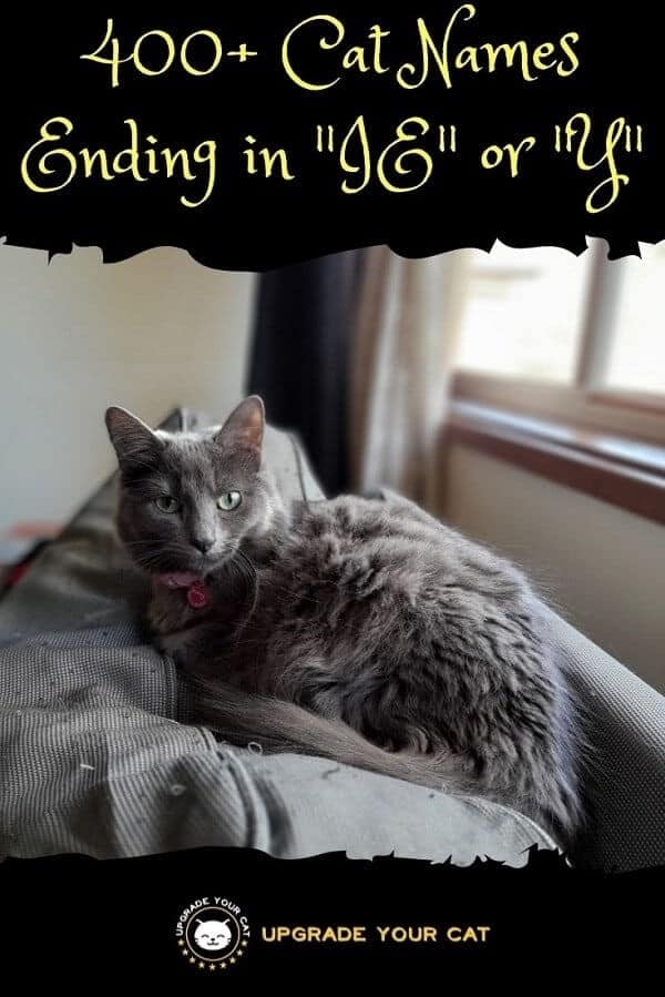 Cat Names Ending in IE or Y