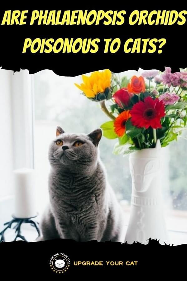 Are Phalaenopsis Orchids Poisonous to Cats