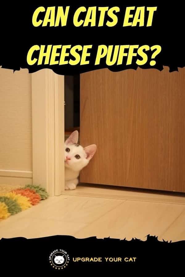 Can Cats Eat Cheese Puffs