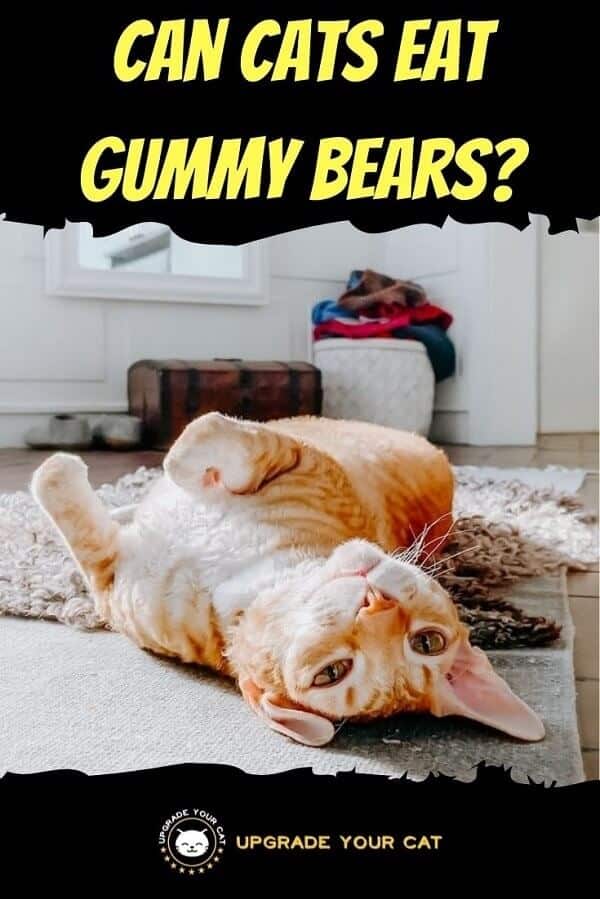 Can Cats Eat Gummy Bears