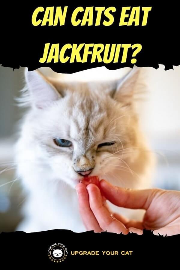 Can Cats Eat Jackfruit