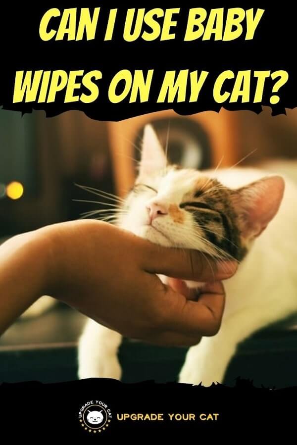 Can I Use Baby Wipes on My Cat