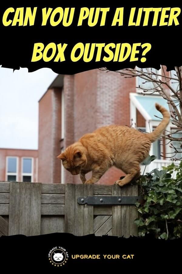 Can You Put a Litter Box Outside
