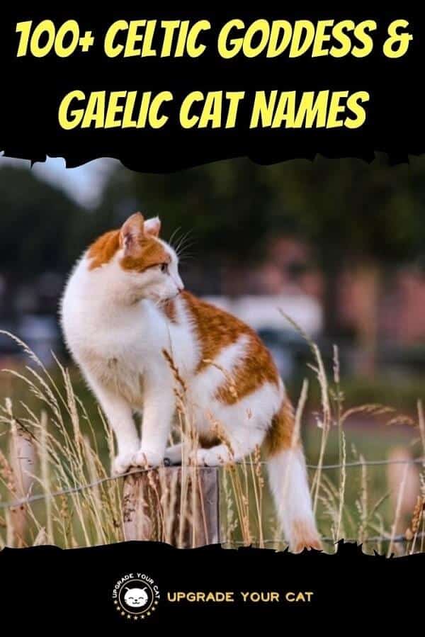 Celtic Cat Goddess Names