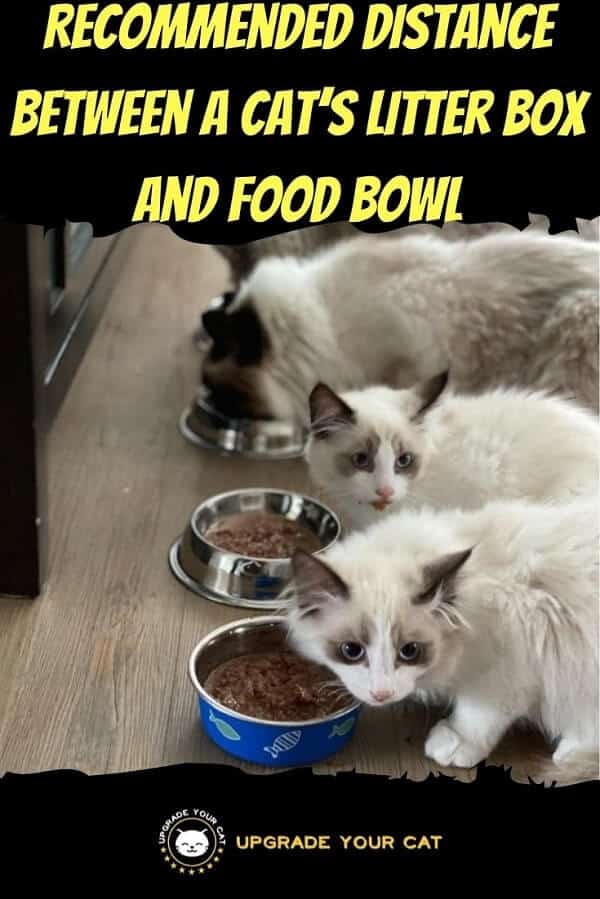 Distance Between Litter Box and Food