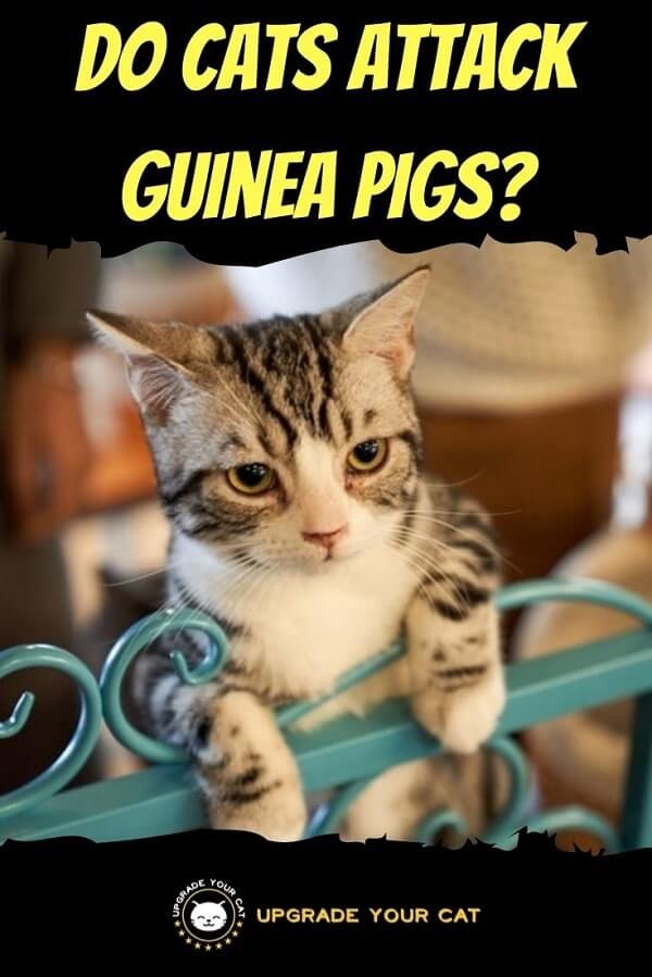 Do Cats Attack Guinea Pigs