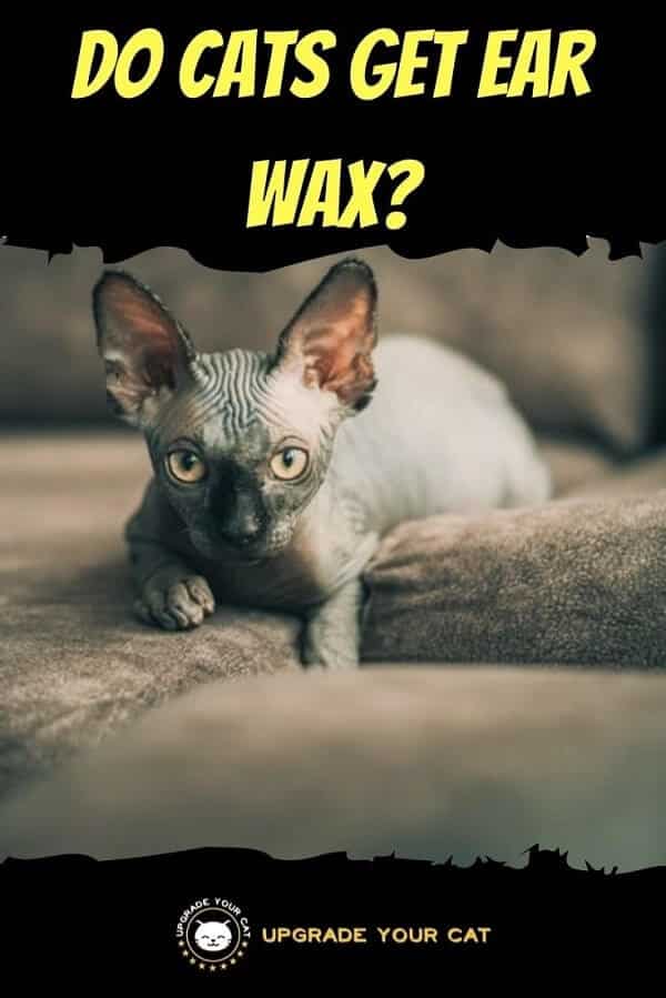 Do Cats Have Ear Wax