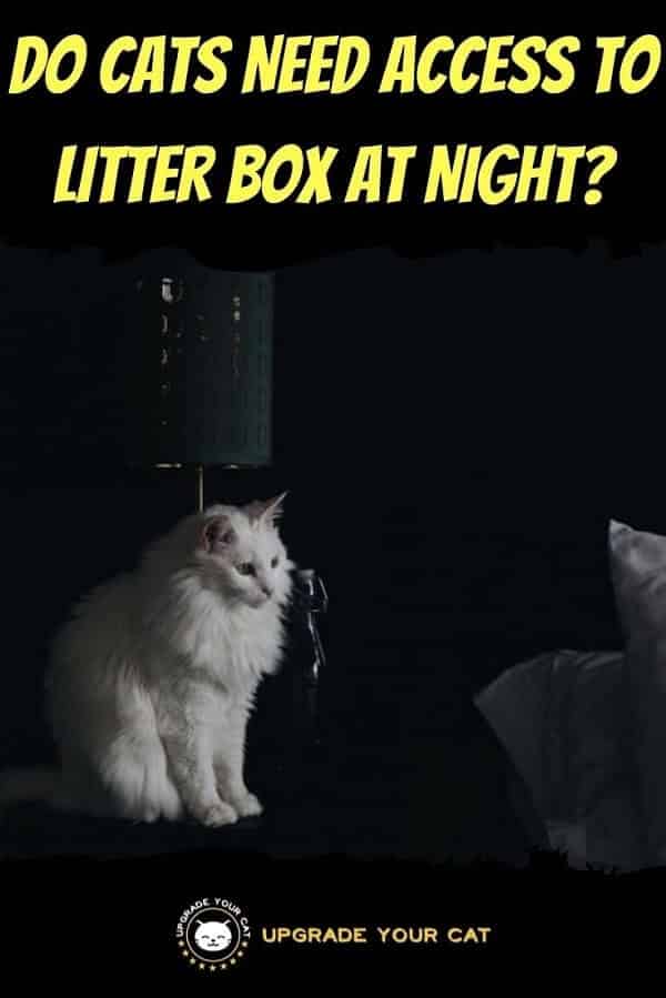 Do Cats Need Access to Litter Box at Night