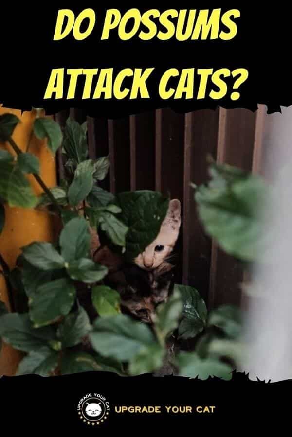 Do Possums Attack Cats