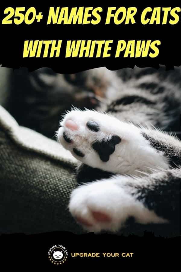 Names for Cats With White Paws
