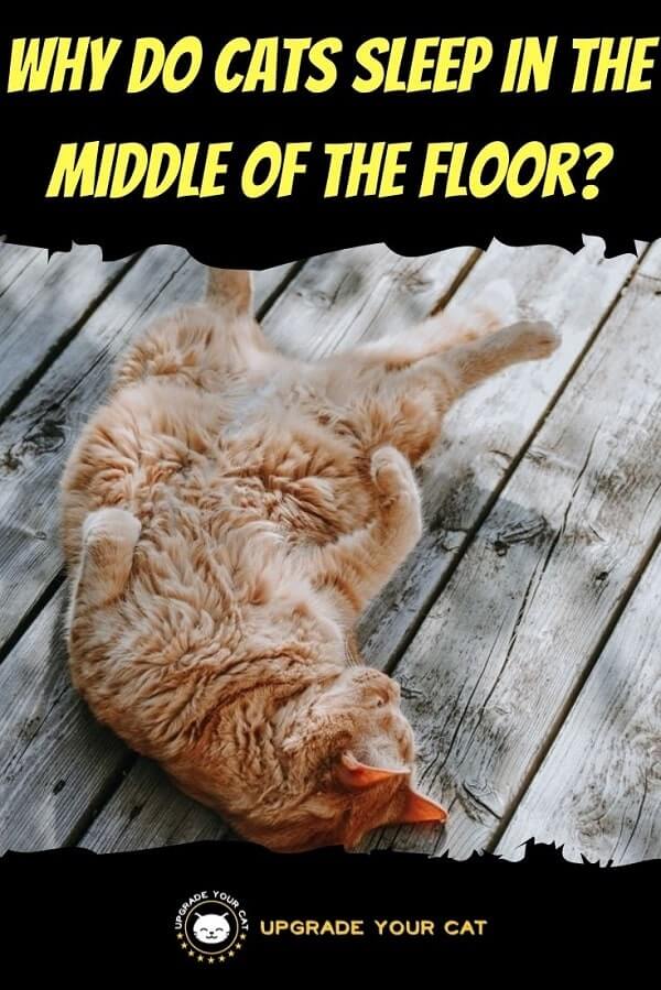 Why Do Cats Sleep in the Middle of the Floor