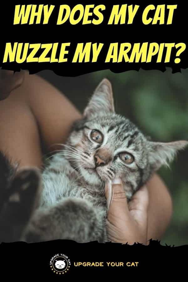 Why Does My Cat Nuzzle My Armpit