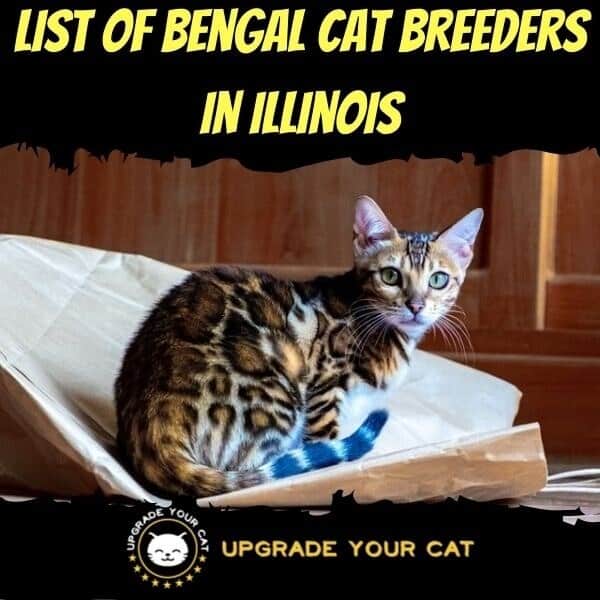 Bengal Cat Breeders in Illinois