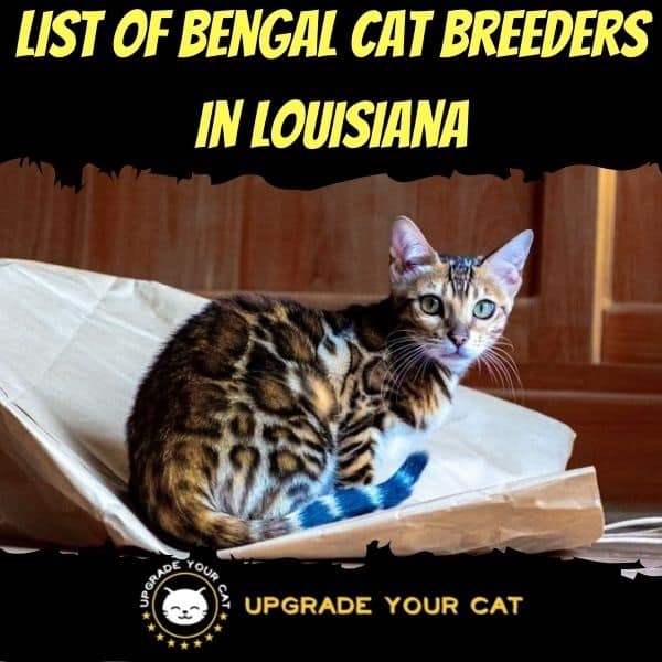Bengal Cat Breeders in Louisiana