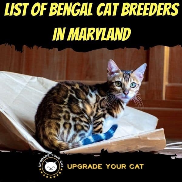 Bengal Cat Breeders in Maryland