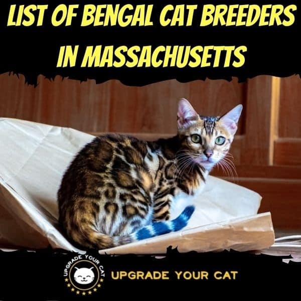 Bengal Cat Breeders in Massachusetts