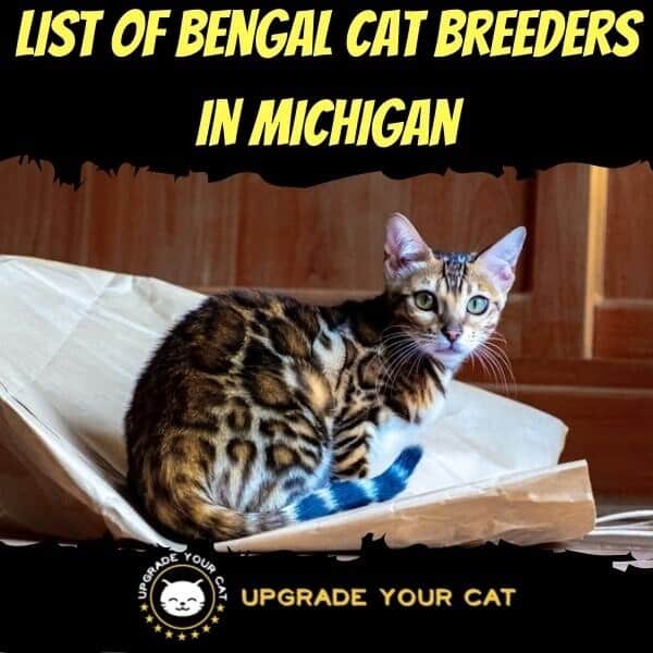 Bengal Cat Breeders in Michigan