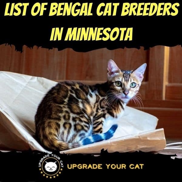 Bengal Cat Breeders in Minnesota