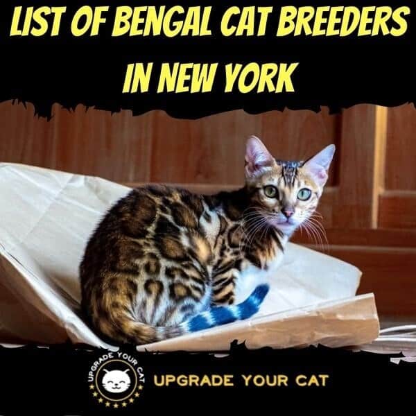 Bengal Cat Breeders in New York