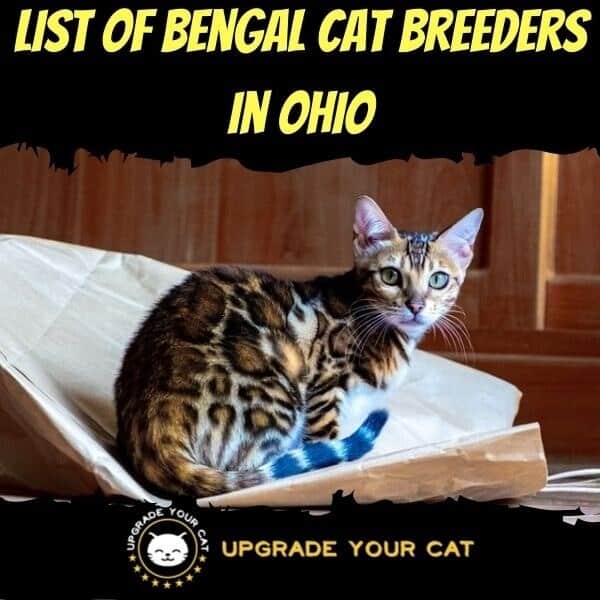 Bengal Cat Breeders in Ohio