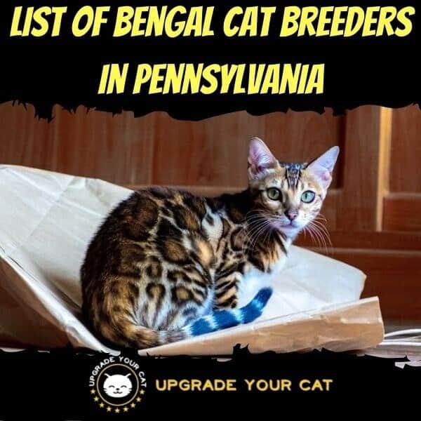 Bengal Cat Breeders in Pennsylvania