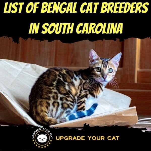 Bengal Cat Breeders in South Carolina
