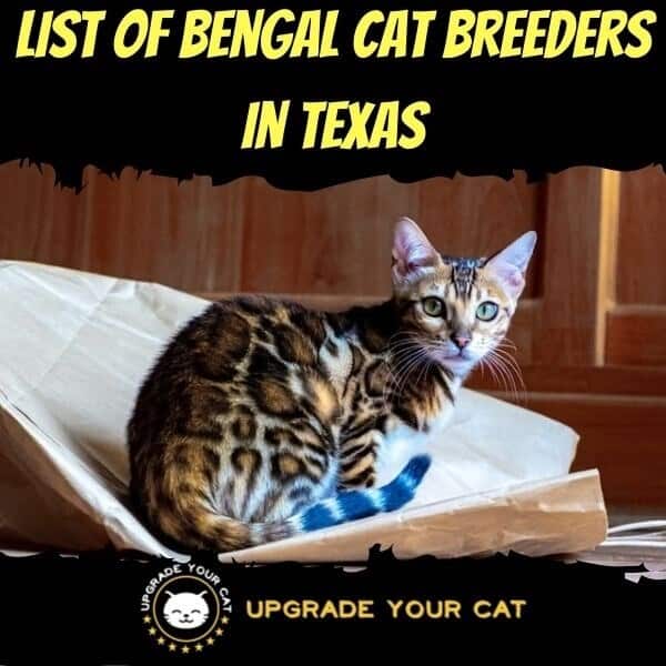 Bengal Cat Breeders in Texas