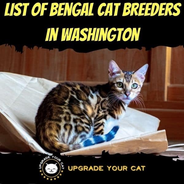 Bengal Cat Breeders in Washington