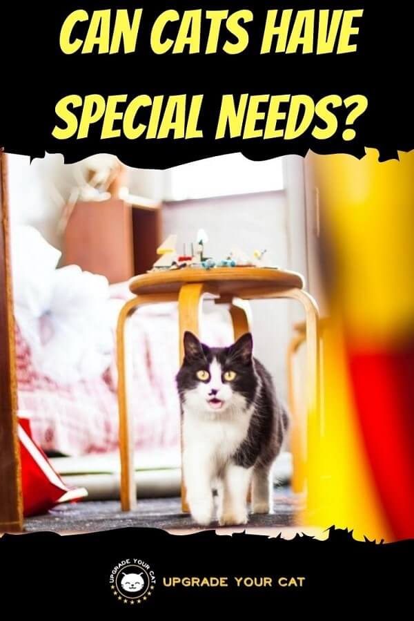 Can Cats Have Special Needs