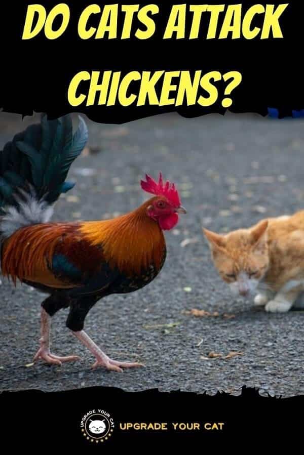 Do Cats Attack Chickens