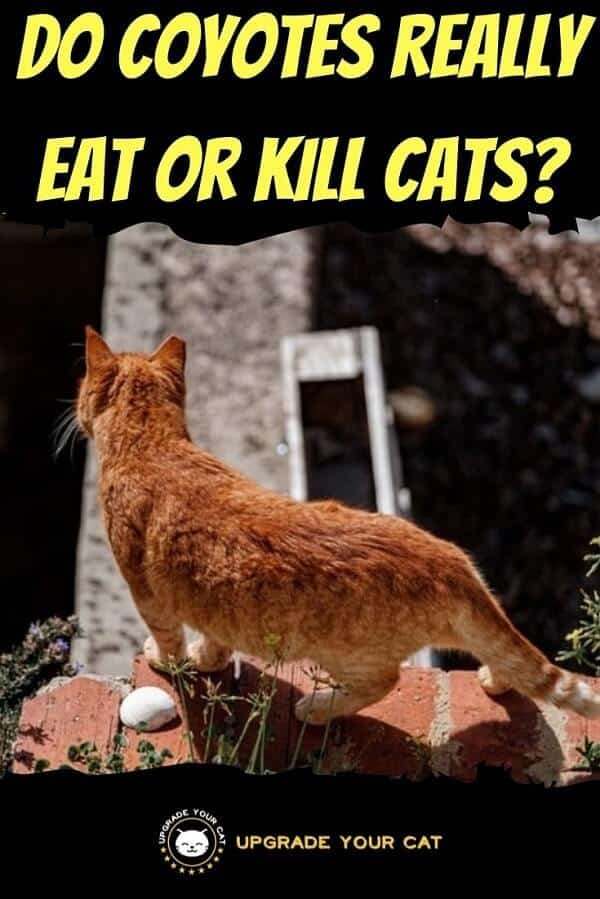 Do Coyotes Eat Cats