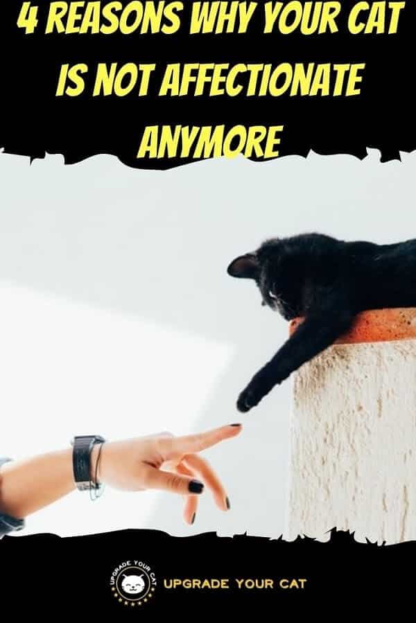 My Cat Is Not Affectionate Anymore