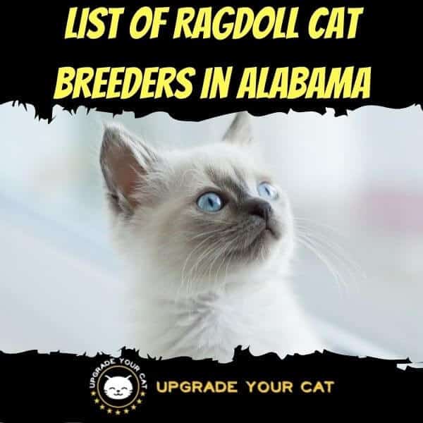 Ragdoll Cat Breeders in Alabama