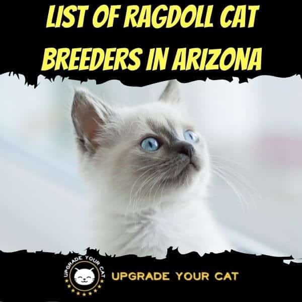 Ragdoll Cat Breeders in Arizona