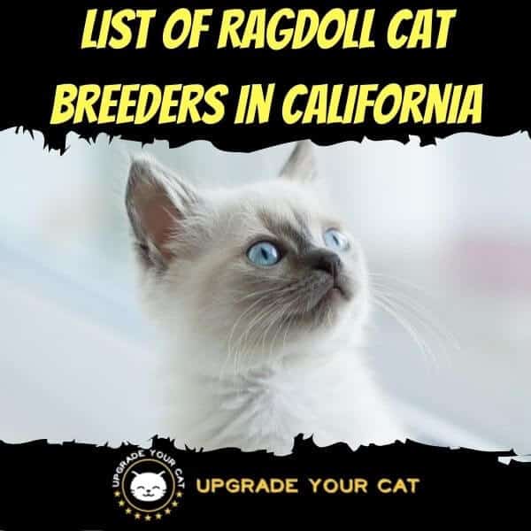 Ragdoll Cat Breeders in California