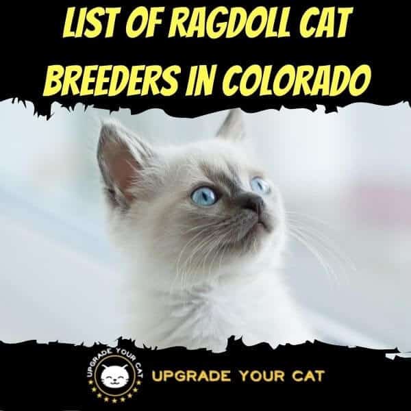 Ragdoll Cat Breeders in Colorado