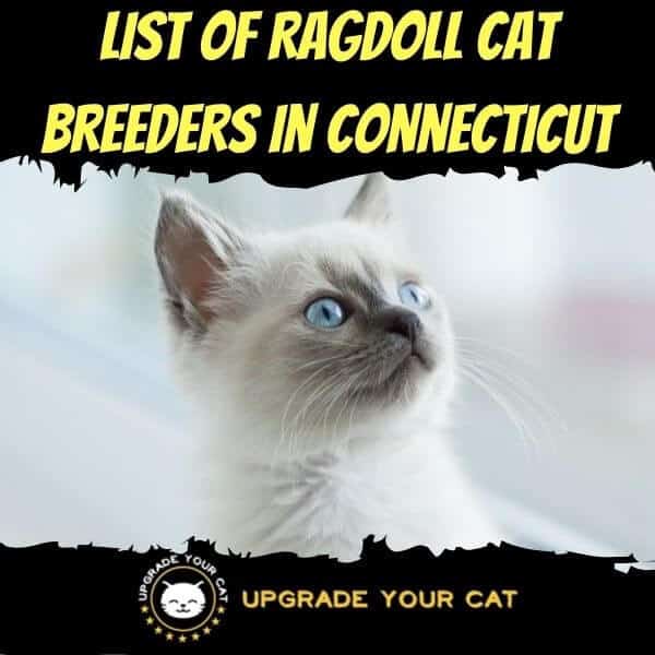 Ragdoll Cat Breeders in Connecticut