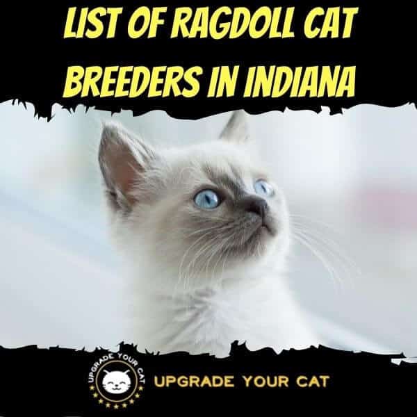 Ragdoll Cat Breeders in Indiana