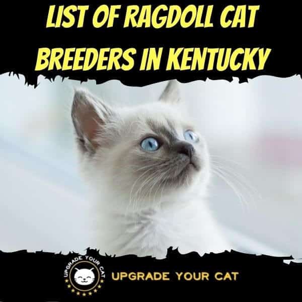 Ragdoll Cat Breeders in Kentucky