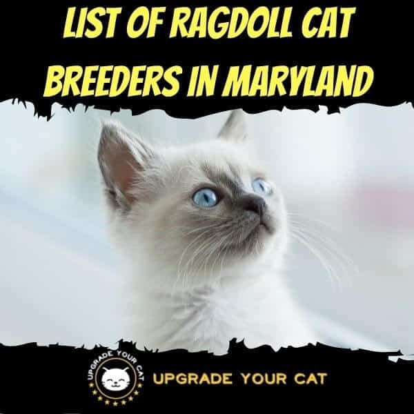 Ragdoll Cat Breeders in Maryland