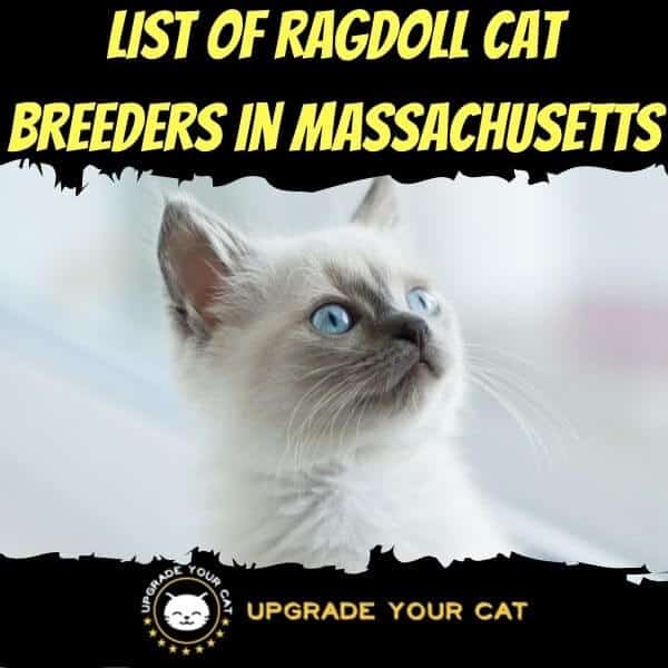 Ragdoll Cat Breeders in Massachusetts