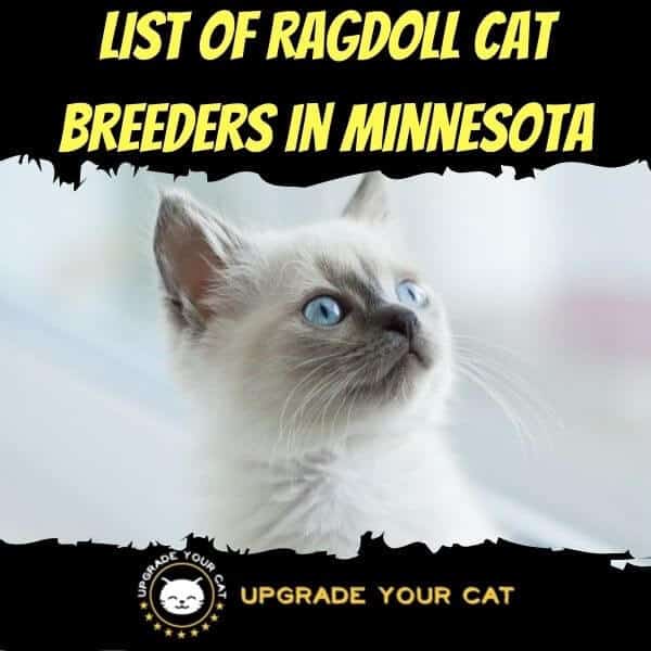 Ragdoll Cat Breeders in Minnesota