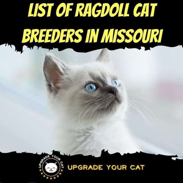 Ragdoll Cat Breeders in Missouri