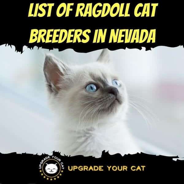 Ragdoll Cat Breeders in Nevada