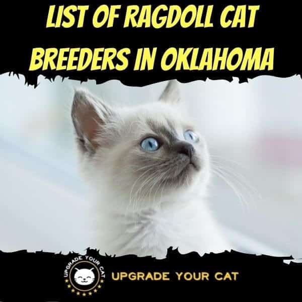 Ragdoll Cat Breeders in Oklahoma