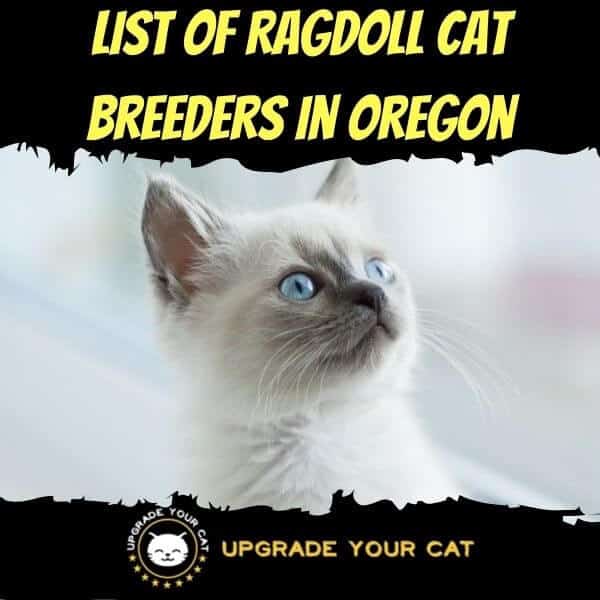 Ragdoll Cat Breeders in Oregon