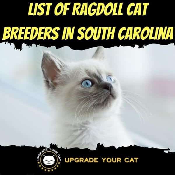 Ragdoll Cat Breeders in South Carolina